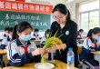 基因编辑作物课，中学生探索水稻耐盐碱基因奥秘