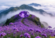 贵州屋脊韭菜坪，紫色花海浪漫绽放