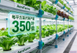 AeroFarms垂直农场刷新农业效率，叶菜产量超越传统350倍
